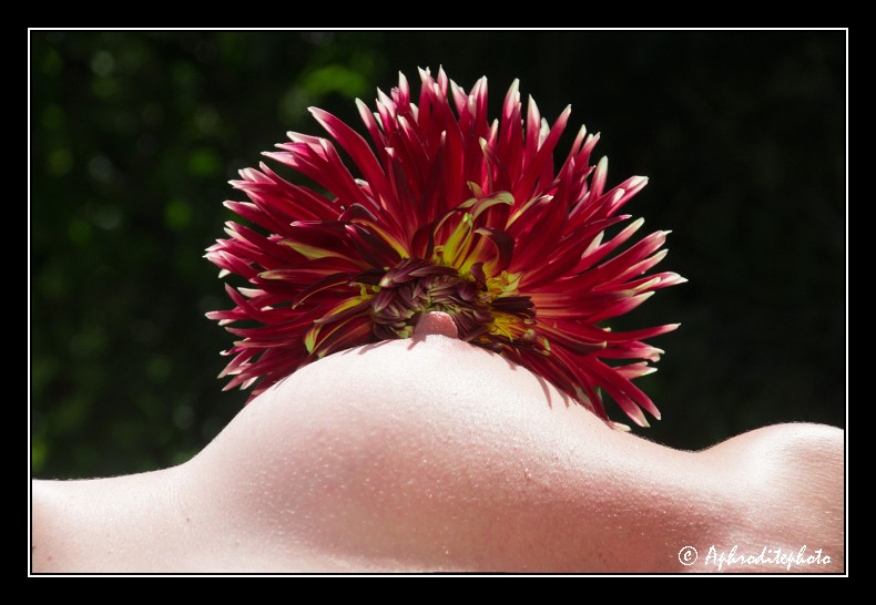 042 Le sein fleuri 3